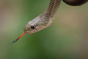 Elevation Prints: Wandering garter snake, Thamnophis elegans vagrans, Lincoln National Forest, New Mexico