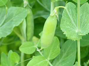 Gardening Prints: Wando pea pods in the summer garden