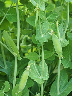 Gardening Prints: Wando pea pods in the summer garden