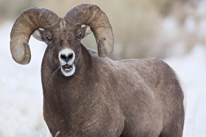 Curl Prints: Wapiti, Wyoming. USA. Bighorn Sheep with grass in his mouth