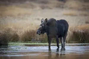 Images Dated 13th November 2013: Wapiti Wyoming. USA. Female moose eating watercress in a pond