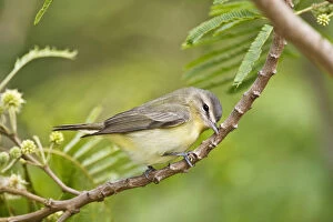 Images Dated 28th April 2008: Warbling Vireo (Vireo gilvus) foraging on South Padre Island, Texas, USA, spring