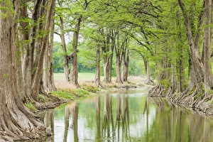 Guadalupe River Prints: Waring, Texas, USA. Trees along the Guadalupe River in the Texas Hill Country