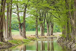 Waring, Texas, USA. Trees along the Guadalupe River in the Texas Hill Country