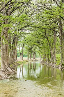 Waring, Texas, USA. Trees along the Guadalupe River in the Texas Hill Country