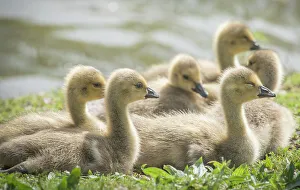 Prints of Warm and fuzzy Canada geese goslings crowd together Images Dated 2022 May: Warm and fuzzy Canada geese goslings crowd together