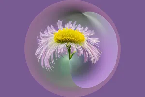 Special Effect Prints: Warped close-up of Daisy fleabane, Kentucky