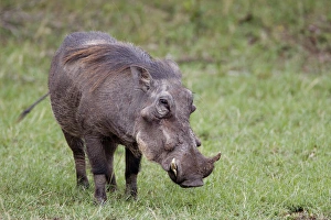 Images Dated 28th August 2011: Warthog, Masai Mara, Kenya, Africa