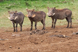Warthog (Phacochoerus africanus), Aberdare National Park, Kenya