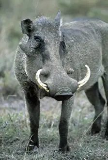 Images Dated 16th February 2009: Warthog (Phacochoerus africanus) Masai Mara Reserve, Kenya