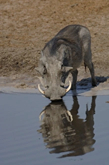 Images Dated 18th October 2005: Warthog (Phacoecerus aethiopicus) Savuti channel. BOTSWANA. Southern Africa