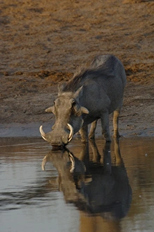Images Dated 18th October 2005: Warthog (Phacoecerus aethiopicus) Savuti channel. BOTSWANA. Southern Africa