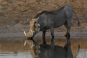 Images Dated 18th October 2005: Warthog (Phacoecerus aethiopicus) Savuti channel. BOTSWANA. Southern Africa