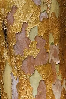 Images Dated 23rd March 2006: Washington Arboretum, Seattle Washington tree bark of Stewartia monadelpha a relative