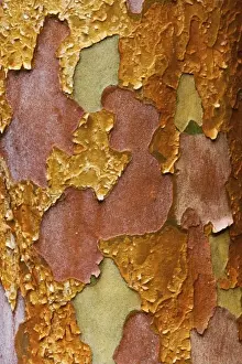 Images Dated 23rd March 2006: Washington Arboretum, Seattle Washington tree bark of Stewartia monadelpha a relative