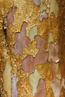 Arboretum Prints: Washington Arboretum, Seattle Washington tree bark of Stewartia monadelpha a relative