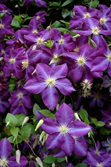 Images Dated 16th June 2005: Washington, DC, US Botanic Garden