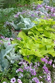 Images Dated 16th June 2005: Washington, DC, US Botanic Garden