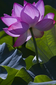 Images Dated 19th August 2011: Washington, DC. Pink Lilly catches sunlight in a Lilly Pond