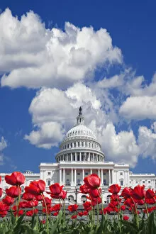 Images Dated 24th April 2007: Washington DC-tulips bloom in front of the Capitol building Credit as: Dennis Flaherty
