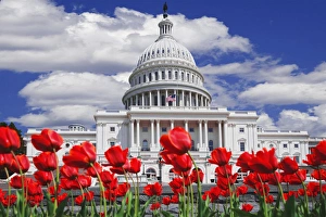 Images Dated 24th April 2007: Washington DC-tulips bloom in front of the Capitol building Credit as: Dennis Flaherty