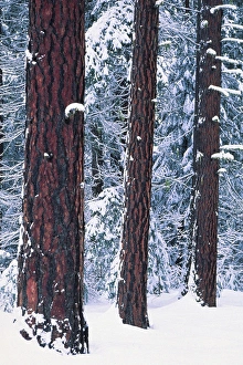 Charles Sleicher Prints: Washington, Easdtyern Cascades. Ponderosa Pines