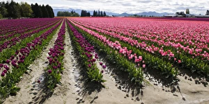 Images Dated 28th April 2012: Washington, Mount Vernon. Tulip field