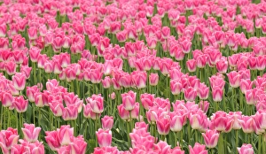 Many Prints: Washington, Mount Vernon. Tulip field