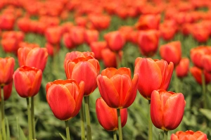 Washington, Mount Vernon. Tulip field