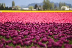 Images Dated 28th April 2012: Washington, Mount Vernon. Tulip field