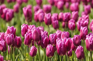 Washington, Mount Vernon. Tulip field