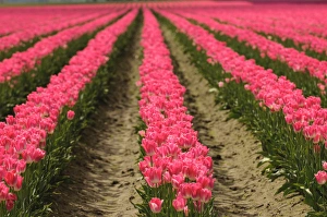Images Dated 28th April 2012: Washington, Mount Vernon. Tulip field