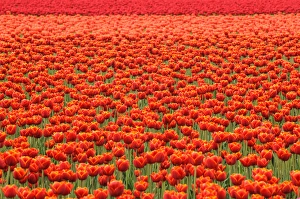 Images Dated 28th April 2012: Washington, Mount Vernon. Tulip field