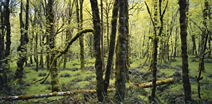 Images Dated 10th March 2010: Washington, Olympic National Park, Mossy trees in forest
