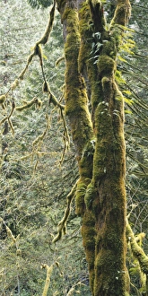 Images Dated 10th March 2010: Washington, Olympic National Park, Olympic National Forest, Mossy tree trunk