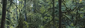Images Dated 10th March 2010: Washington, Olympic National Park, Hoh Rainforest, Dense forest