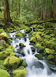 Washington, Olympic National Park, View of creek in old growth rainforest
