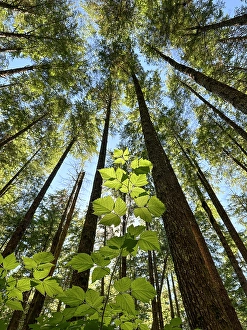 Prints of Washington, Olympic Peninsula. Upward view of plant leaves and tall trees Images Dated 2024 October: Washington, Olympic Peninsula. Upward view of plant leaves and tall trees