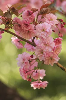 Seattle Prints: Washington Park Arboretum, spring blooms, Seattle, Washington State, USA