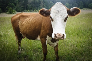 Washington, San Juan Islands, Stuart Island. Wide angle cow