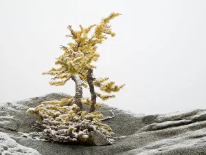 Images Dated 13th December 2018: Washington State, Alpine Lakes Wilderness. Enchantment Lakes, larch trees and snow