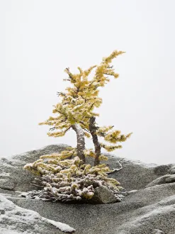 Images Dated 13th December 2018: Washington State, Alpine Lakes Wilderness. Enchantment Lakes, larch trees and snow