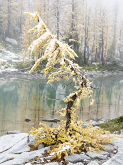 Images Dated 13th December 2018: Washington State, Alpine Lakes Wilderness. Enchantment Lakes, larch trees and snow