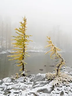 Images Dated 13th December 2018: Washington State, Alpine Lakes Wilderness. Enchantment Lakes, larch trees and snow