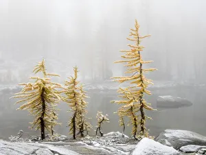 Images Dated 13th December 2018: Washington State, Alpine Lakes Wilderness. Enchantment Lakes, larch trees and snow