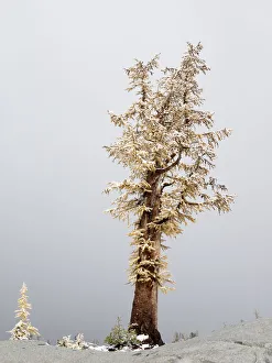 Images Dated 13th December 2018: Washington State, Alpine Lakes Wilderness. Enchantment Lakes, snow-covered larch trees