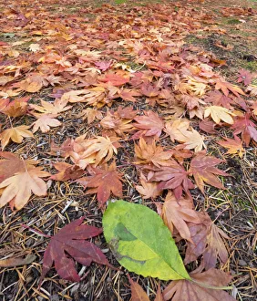 Alder Prints: Washington State, Autumn colored maple leaves with green red alder leaf