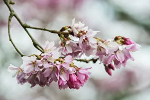Cherry Blossom Prints: Washington State, Bellevue. Cherry blossoms