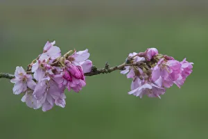 Images Dated 17th January 2022: Washington State, Bellevue. Cherry blossoms