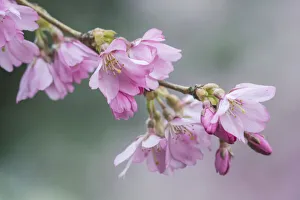 Images Dated 18th January 2022: Washington State, Bellevue. Cherry blossoms
